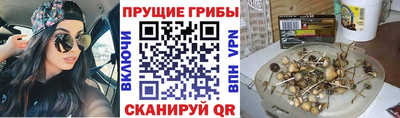KRAKEN вход  Александровск-Сахалинский  Псилоцибиновые грибы Psilocybine cubensis  цена  